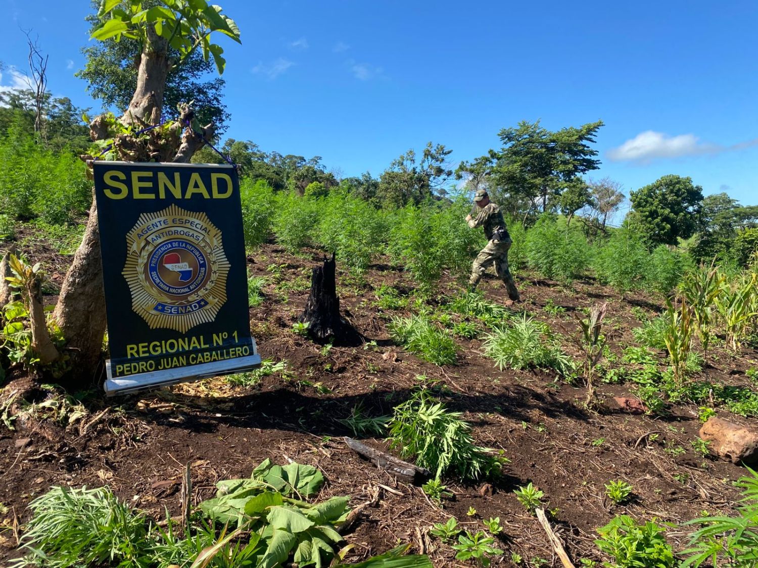 Operativo "Frontera Limpia": SENAD destruye 8 hectáreas de marihuana en Zanja Pytã