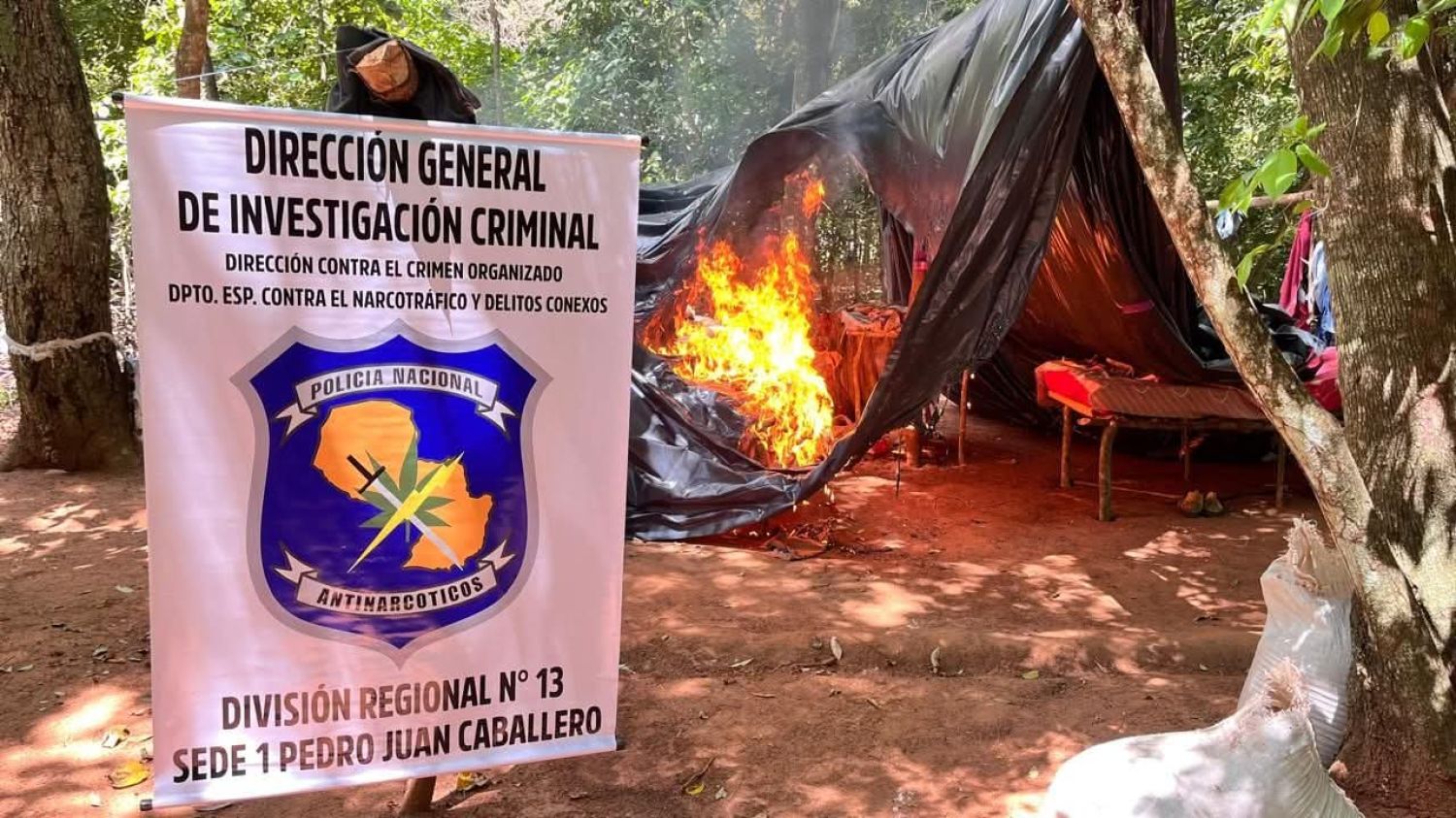 Destruyen 14 hectáreas de marihuana en reserva natural de Bella Vista