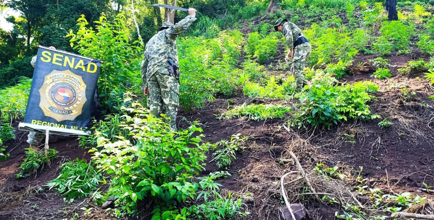 SENAD desmantela parcela de marihuana en zona rural de Zanja Pytã