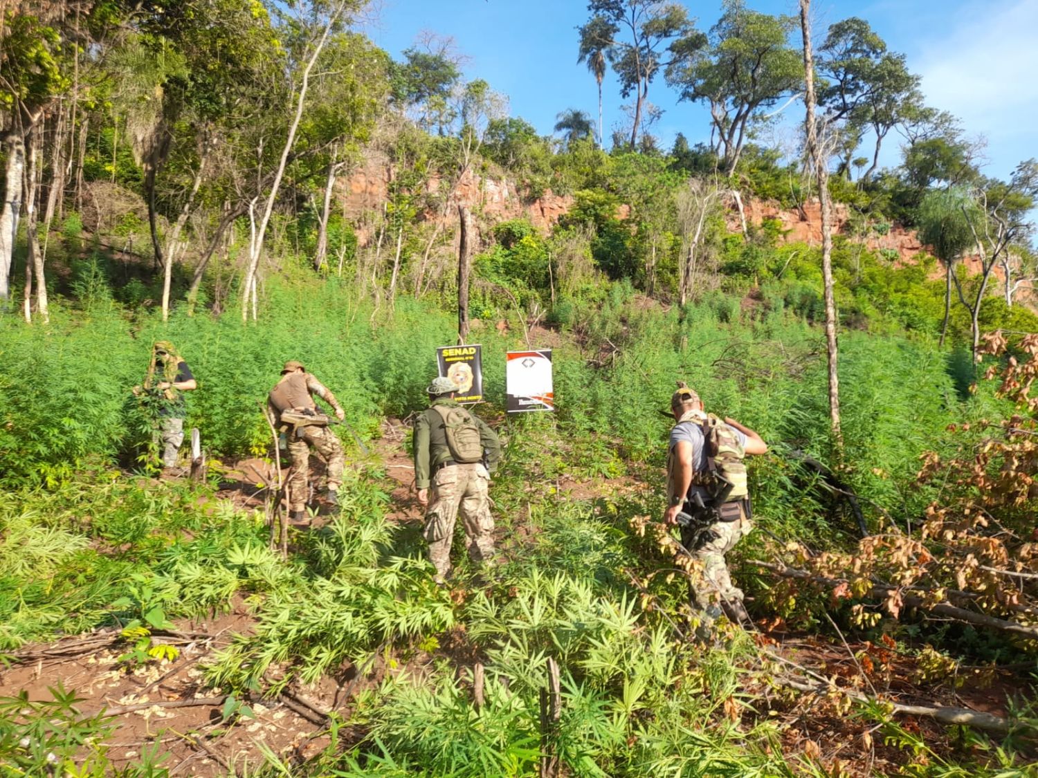SENAD destruye centro de acopio y elimina 15 toneladas de marihuana en Bella Vista Norte