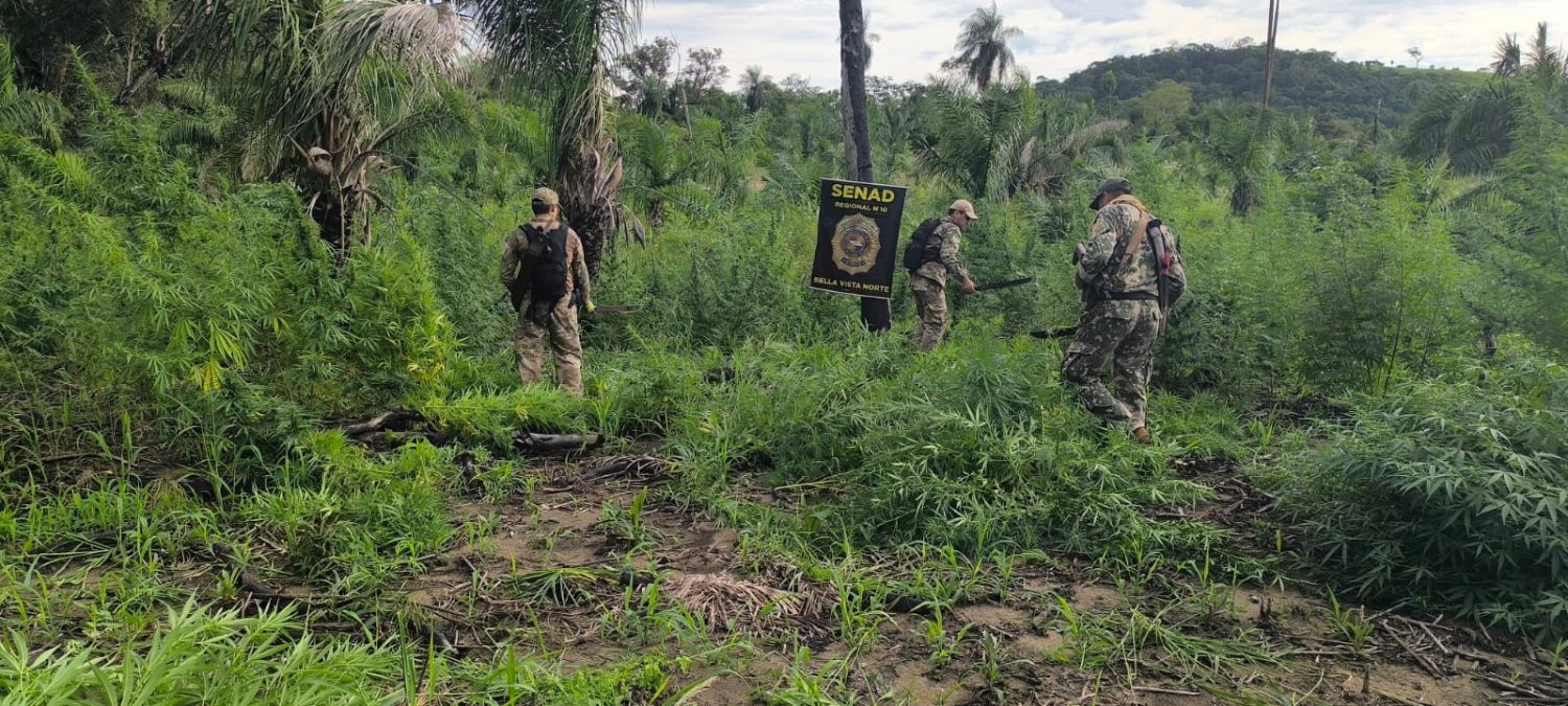 SENAD destruye 18 toneladas de marihuana en la zona de Bella Vista Norte