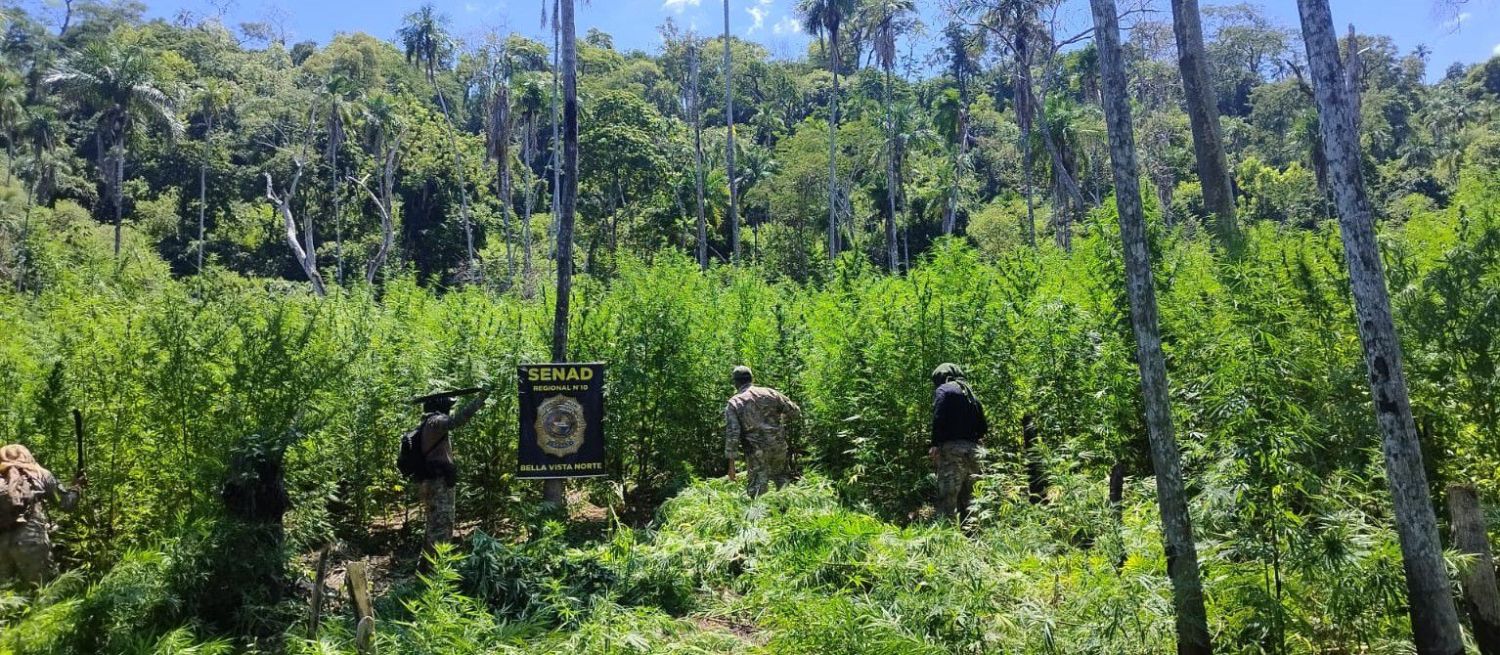 Asestan perjuicio de USD 2 millones al narcotráfico con destrucción de 54 toneladas de marihuana en Amambay
